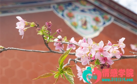 挚缘情感-专注挽救婚姻十余年 挚缘情感-专注挽救婚姻十余年