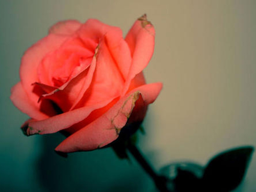 心理巨婴症的表现有哪些?这几点帮你判断 心理巨婴症的表现有哪些?这几点帮你判断