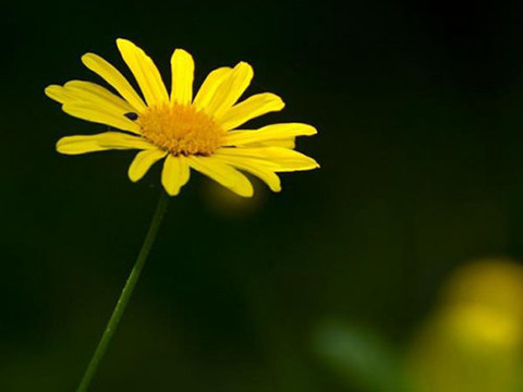 夫妻相的人会一见钟情吗?夫妻相有几个特点? 夫妻相的人会一见钟情吗?夫妻相有几个特点?