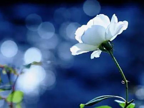 心里住着一个人的句子, 心里有你的简短句子 心里住着一个人的句子, 心里有你的简短句子