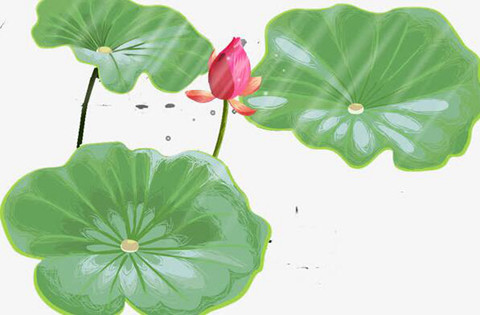 夏天荷花的一句话(描写夏天荷叶的优美句子) 夏天荷花的一句话(描写夏天荷叶的优美句子)