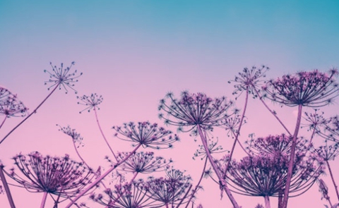 情感挽回专家是不是骗局(个人的选择非常重要) 情感挽回专家是不是骗局(个人的选择非常重要)