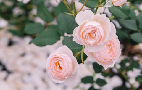 暧昧到什么程度算出轨(聊天什么程度算暧昧) 暧昧到什么程度算出轨(聊天什么程度算暧昧)