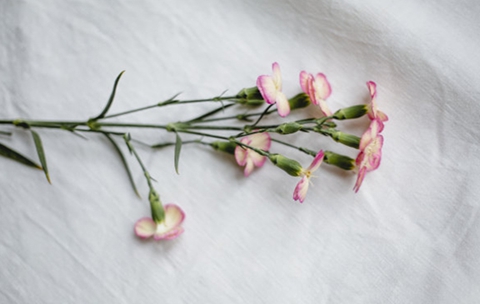 已婚女人梦见蛇财运好不好 看见这种蛇会财源滚滚 已婚女人梦见蛇财运好不好 看见这种蛇会财源滚滚