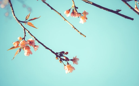 已婚女人梦见蛇财运好不好 看见这种蛇会财源滚滚 已婚女人梦见蛇财运好不好 看见这种蛇会财源滚滚