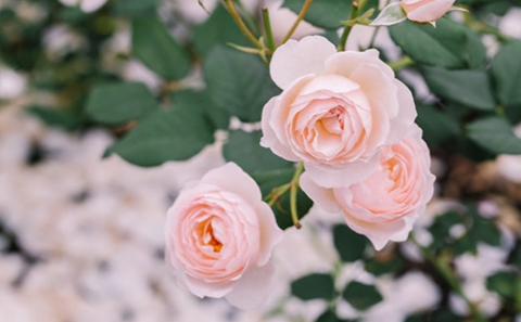 梦见前任回来找我复合 这可是天大的好事 梦见前任回来找我复合 这可是天大的好事