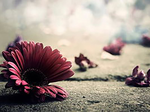 0cf0c58317a6e053.jpg