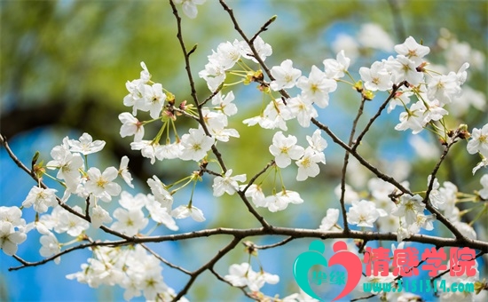 摄图网_501729208_banner_初开的白色樱花（非企业商用）.jpg