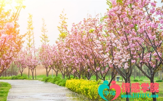 百合花送母亲什么寓意，母亲节送百合花代表的含义