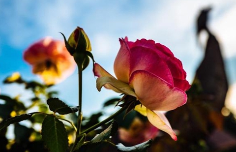 婚外情人之间的昵称 有这昵称处境已非常危险
