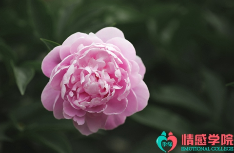 面对妻子的婚外情怎么办？